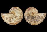 Cut & Polished Agatized Ammonite Fossil- Jurassic #131702-1